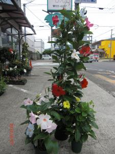 鉢物　入荷！！｜「フラワーショップまえだ」　（兵庫県たつの市の花キューピット加盟店 花屋）のブログ