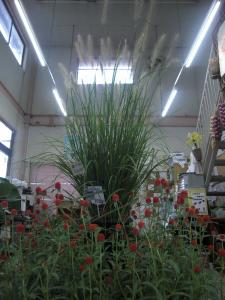 もうすぐ秋ですね！｜「フラワーショップまえだ」　（兵庫県たつの市の花キューピット加盟店 花屋）のブログ