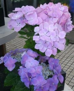 梅雨入り～｜「フラワーショップまえだ」　（兵庫県たつの市の花キューピット加盟店 花屋）のブログ