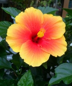暑中御見舞い申し上げます｜「フラワーショップまえだ」　（兵庫県たつの市の花キューピット加盟店 花屋）のブログ