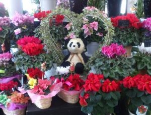 冬支度｜「フラワーショップまえだ」　（兵庫県たつの市の花キューピット加盟店 花屋）のブログ