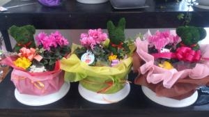 くま・うさぎ・ぞう｜「フラワーショップまえだ」　（兵庫県たつの市の花キューピット加盟店 花屋）のブログ