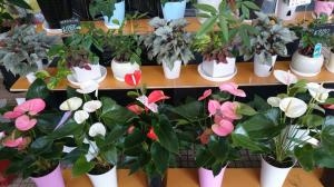観葉植物｜「フラワーショップまえだ」　（兵庫県たつの市の花キューピット加盟店 花屋）のブログ