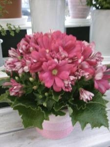 春の花｜「フラワーショップまえだ」　（兵庫県たつの市の花キューピット加盟店 花屋）のブログ