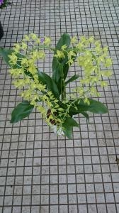 グラマトフィラム（花鉢）｜「フラワーショップまえだ」　（兵庫県たつの市の花キューピット加盟店 花屋）のブログ