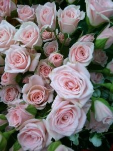 心あたらしく｜「フラワーショップまえだ」　（兵庫県たつの市の花キューピット加盟店 花屋）のブログ