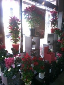クリスマス sale　その②｜「フラワーショップまえだ」　（兵庫県たつの市の花キューピット加盟店 花屋）のブログ